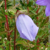 Adenophora stricta subsp. confusa